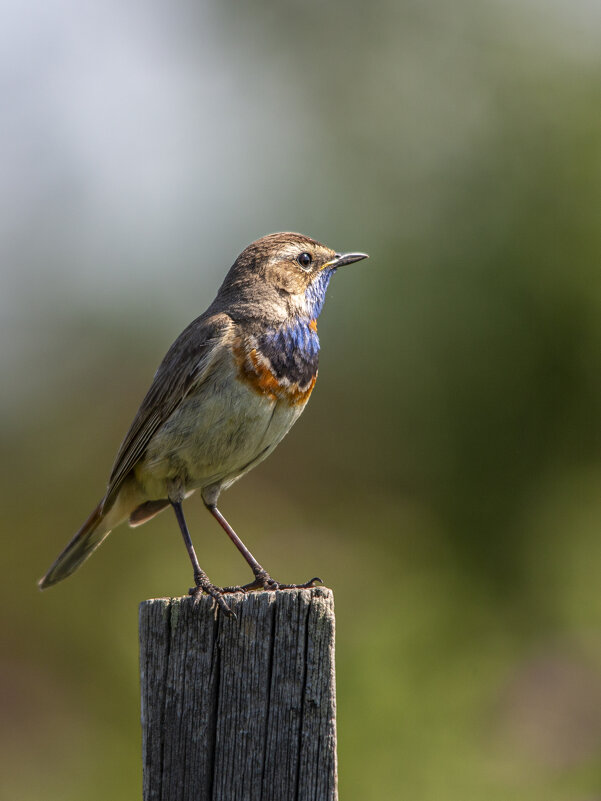 Варакушка - Barguzin_45 Иваныч Варакушка - Barguzin_45 Иваныч