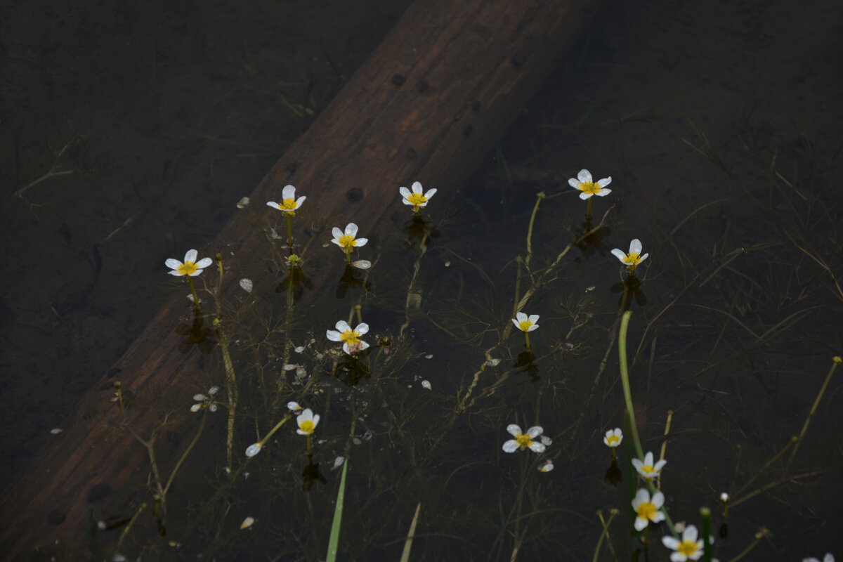 * - Наталья Покацкая
