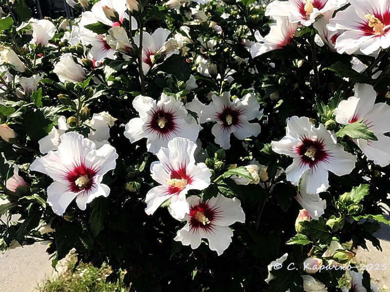 Гібіскуси цвітуть - Степан Карачко