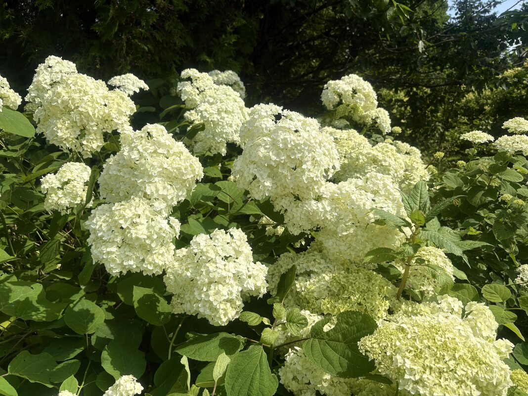 Гортензии прекрасные соцветия... - Наталия Павлова