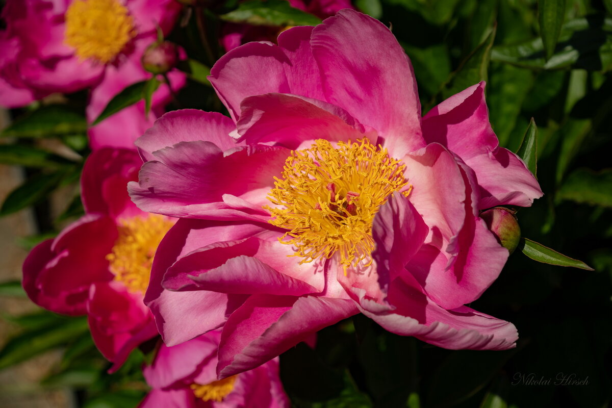 Открытая душа... - Николай Гирш