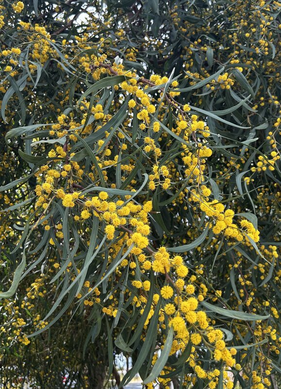 Мимоза - Oleg4618 Шутченко