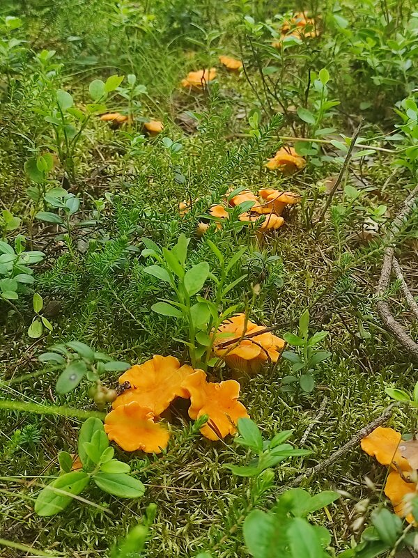 лисички - gawrilа - dan