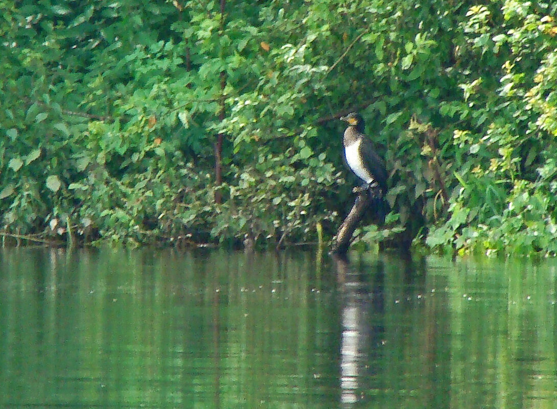 большой баклан - gawrilа - dan большой баклан - gawrilа - dan