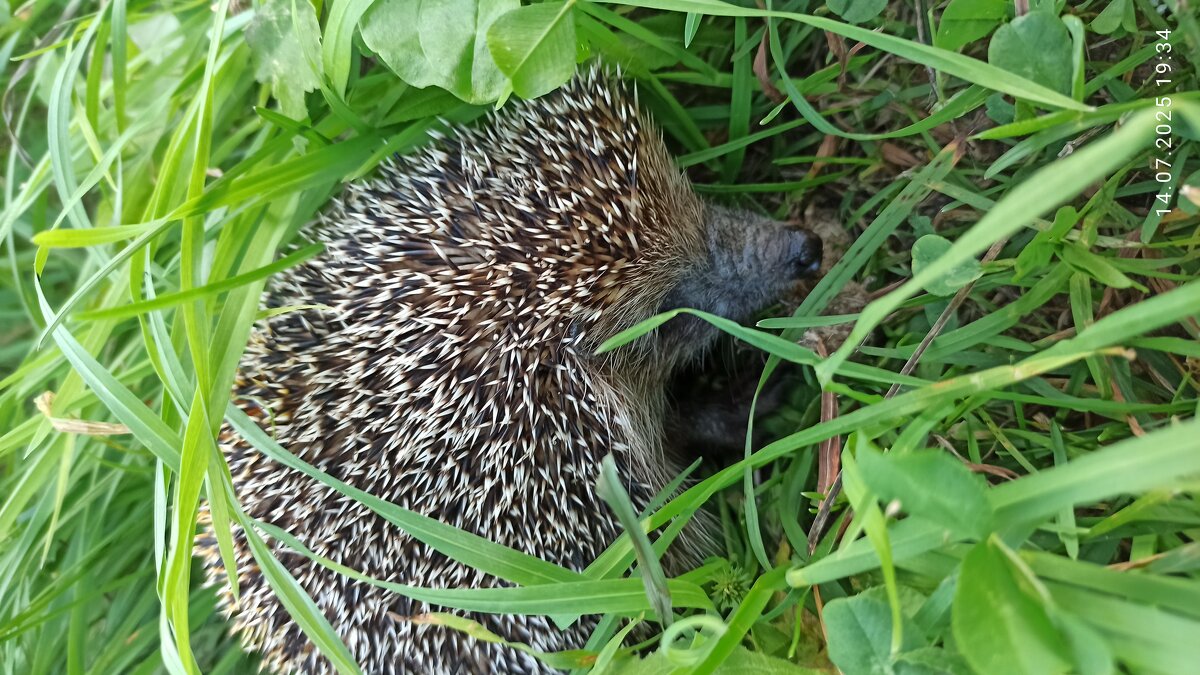 Мышелов - Юрий Павлович
