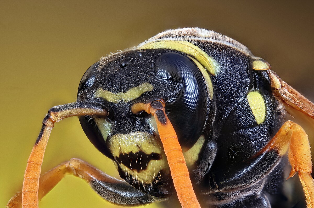 . - Игорь Осипов