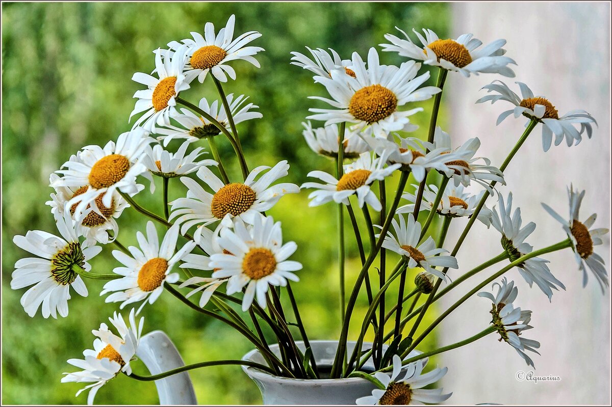 Про лето и цветы.... - Aquarius - Сергей Про лето и цветы.... - Aquarius - Сергей