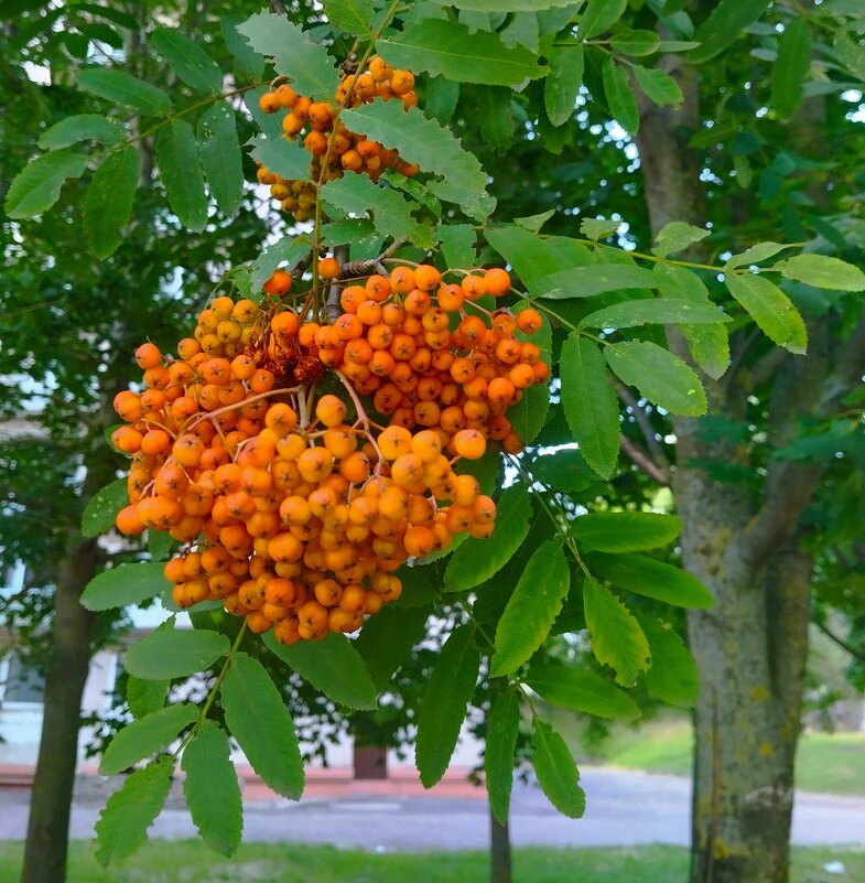 Неужели, скоро осень?) - Галина Бобкина