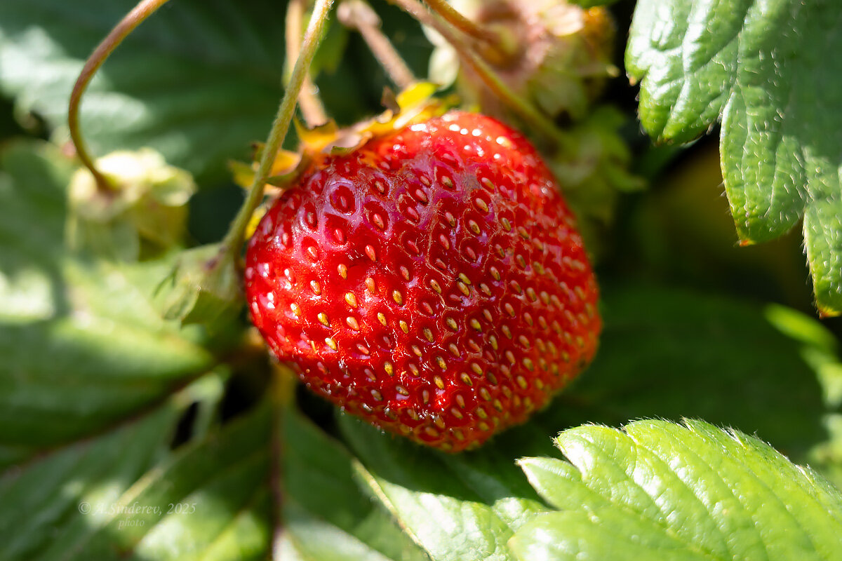Клубника садовая на грядке - Александр Синдерёв