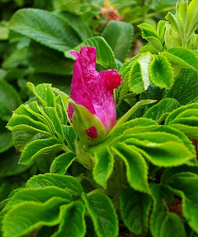 Бутон шиповника. - VasiLina *