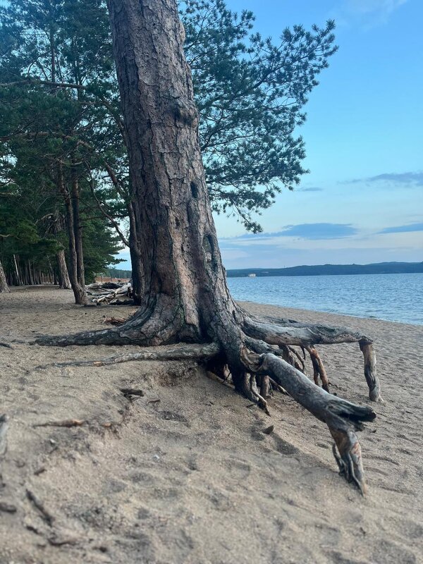 На берегу - Георгиевич 