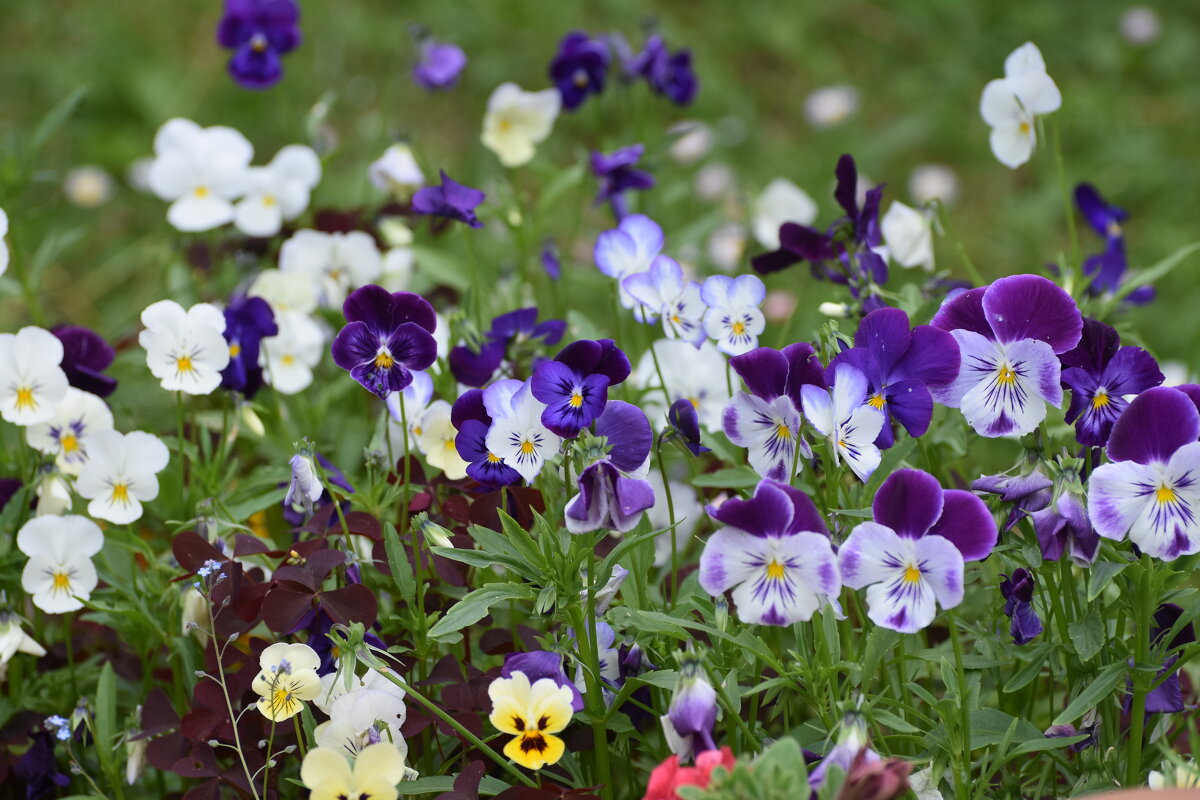 разноцветное семейство - vg154 