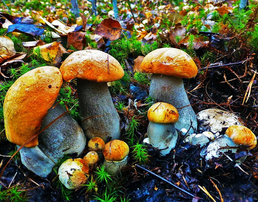 Июль...Дружная семья красноголовиков! - Владимир 