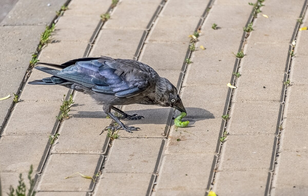 Деликатес для галки - Валерий Иванович