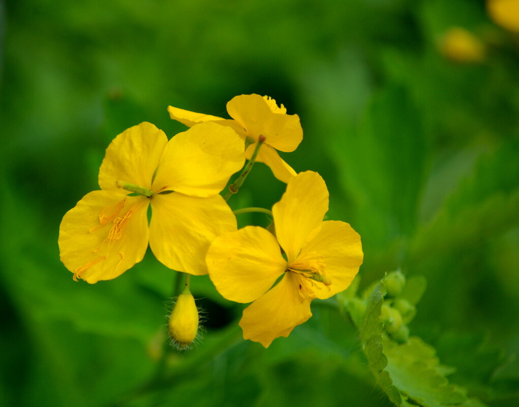 Чистотел - ирина Чистотел - ирина