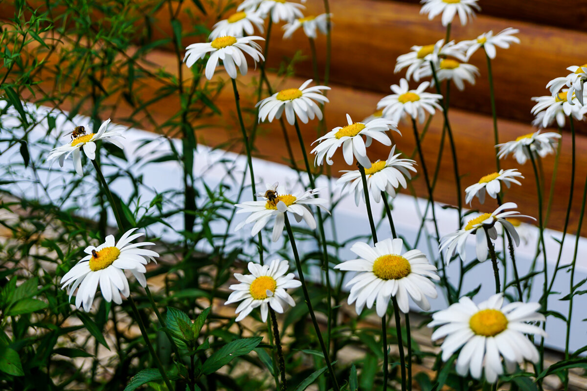 Ромашки - Игорь Сикорский