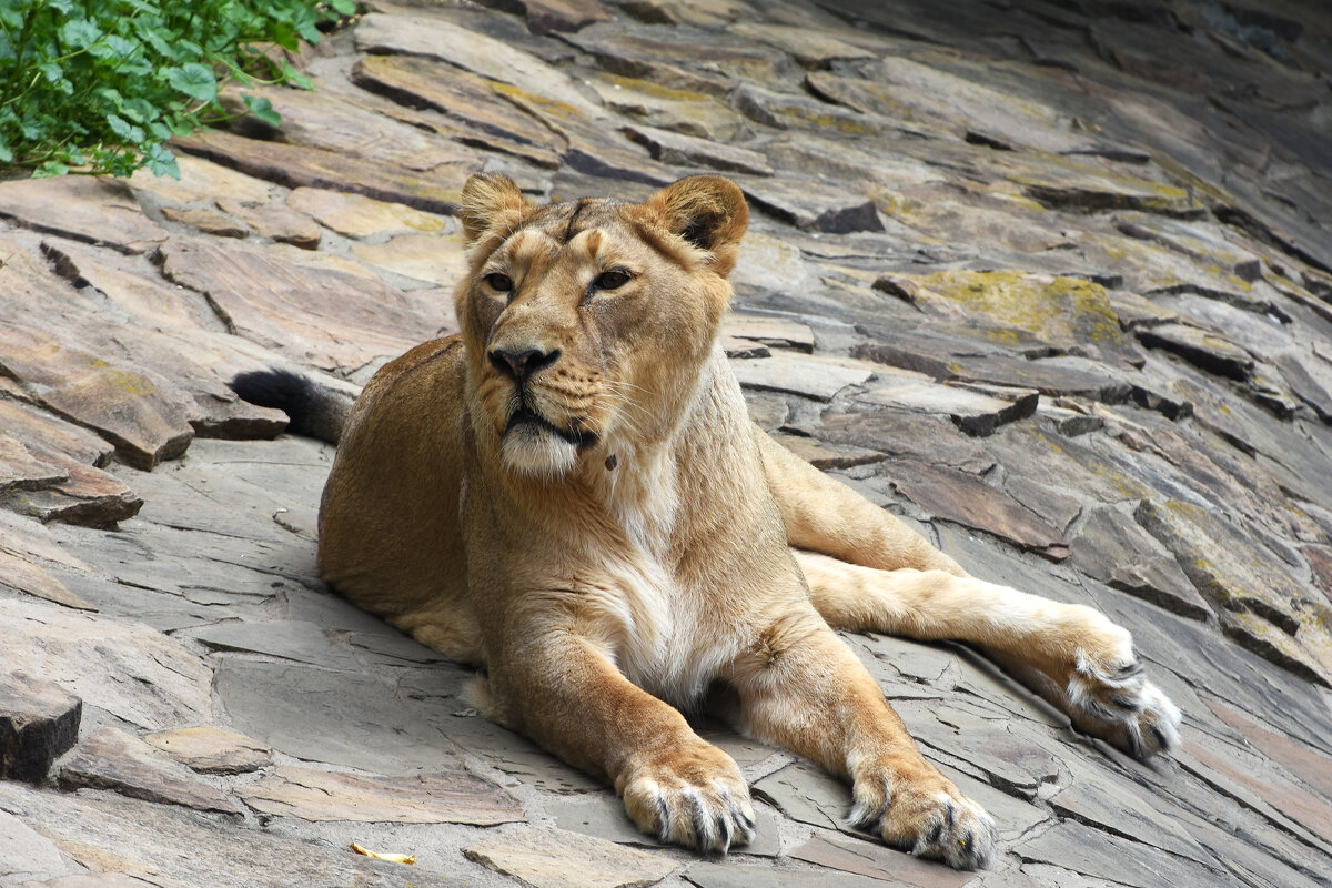 Московский Зоопарк. Львица. - Наташа ***** Московский Зоопарк. Львица. - Наташа *****