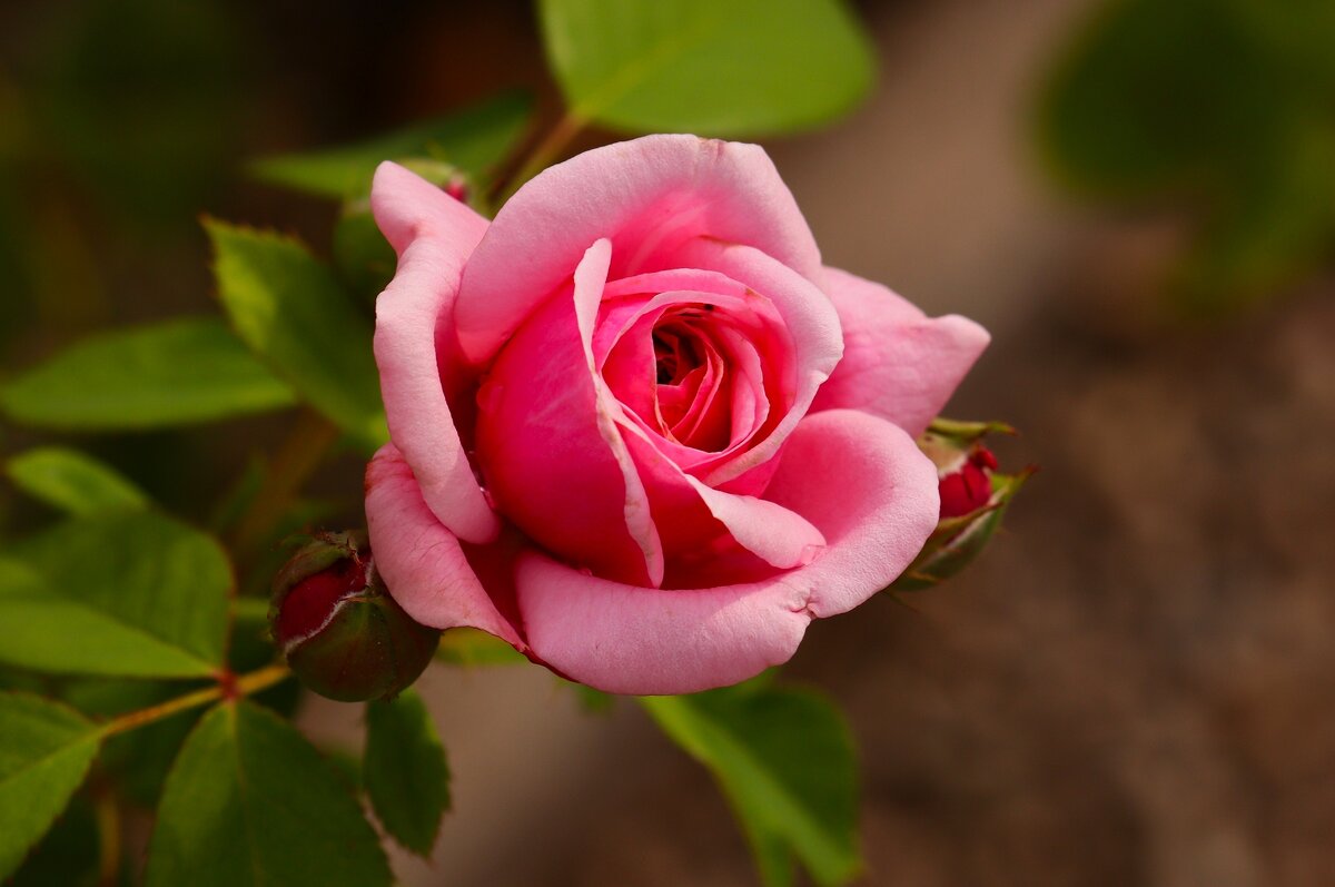 Доброе утро - Юрий. Шмаков