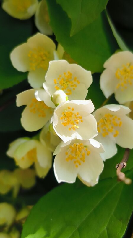 Июль с ароматом жасмина. - Ольга 