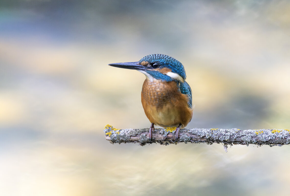 зимородок. - юрий макаров зимородок. - юрий макаров