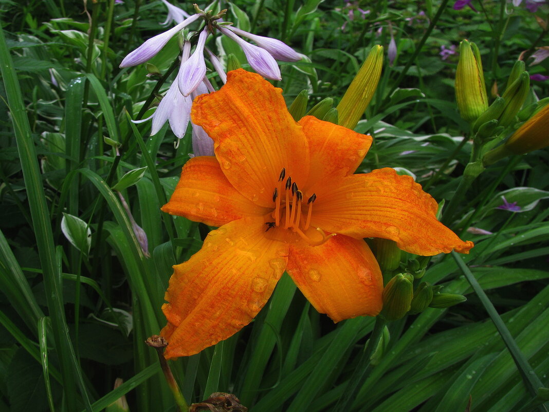 Оранжевый красавчик - Людмила Смородинская