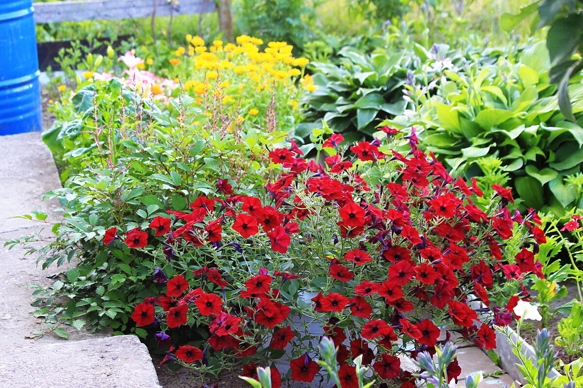 Петуния - Александр Щеклеин