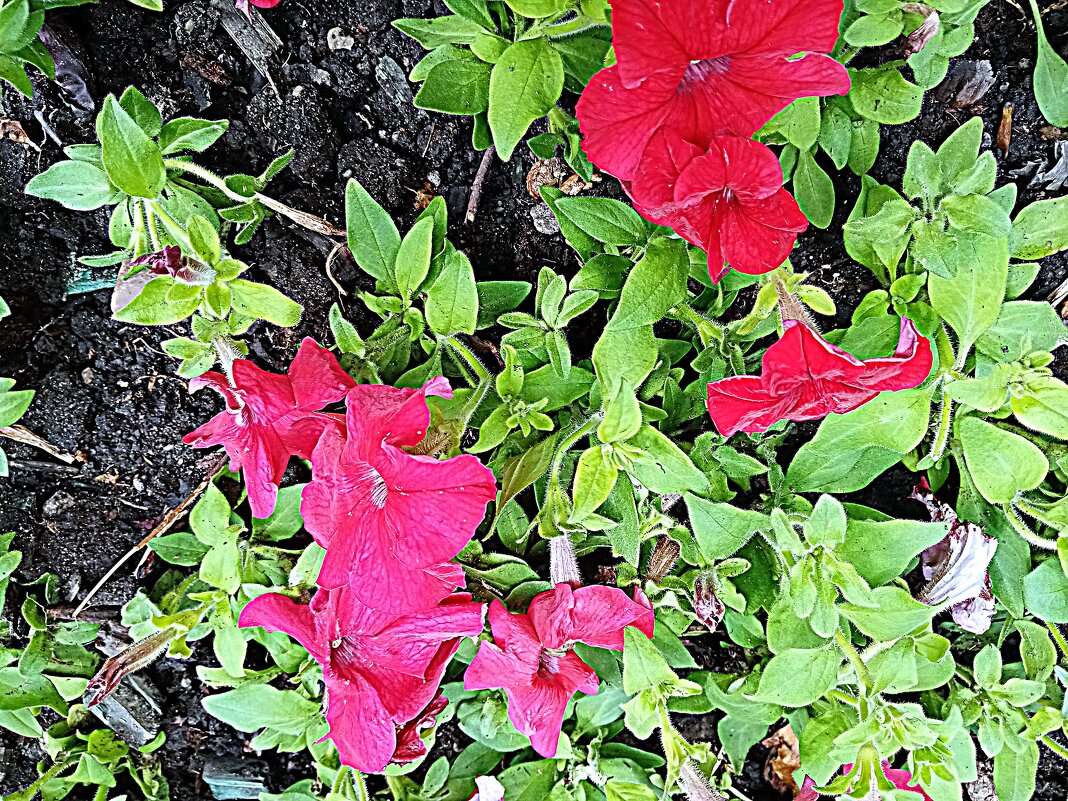 Цветы. - Владимир Драгунский Цветы. - Владимир Драгунский