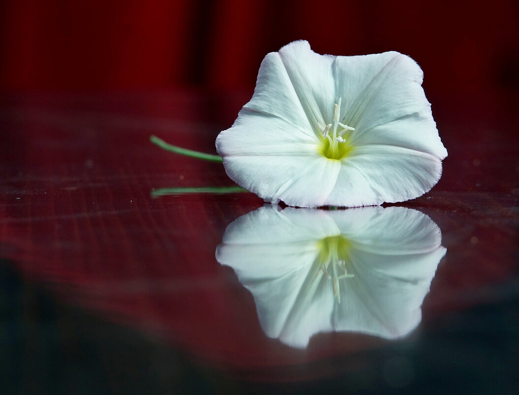 вьюнок - Андрей Катков