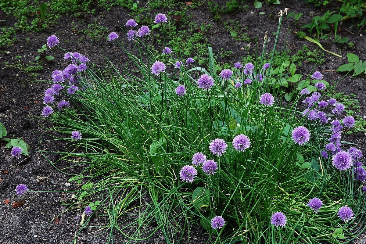 Лук скорода - Рита Симонова