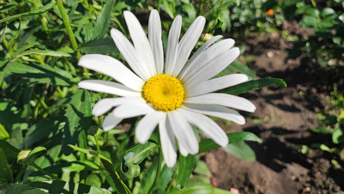 ,,, - Сергей Тимоновский