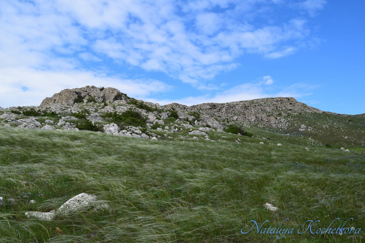 Природа Крыма - Amazing Cosmea