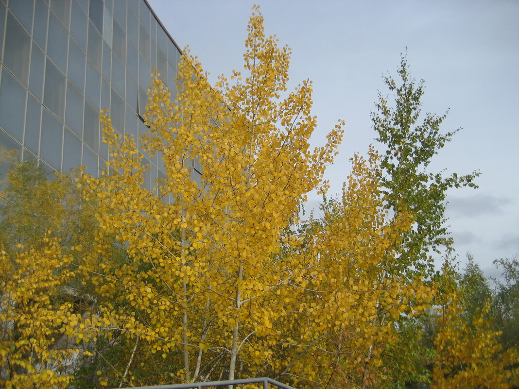 Осень в городе - Anna Ivanova