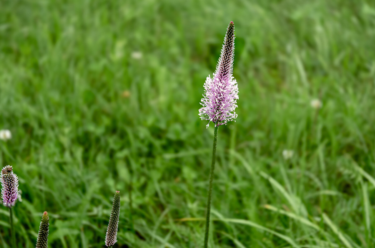 Цветочек - Валерий Пославский