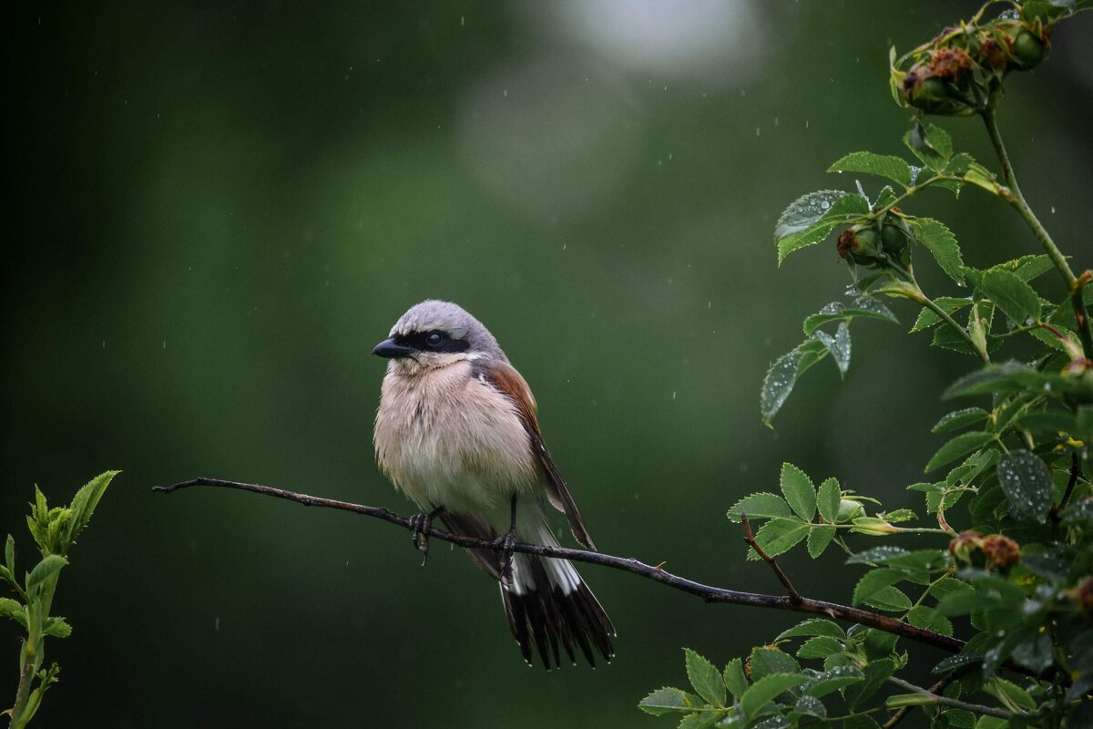 Жулан - Зинаида Манушкина