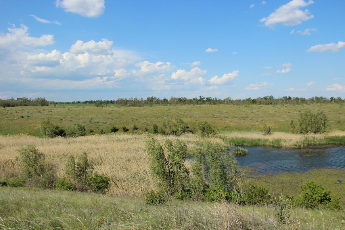 Местные виды. - Виктор 