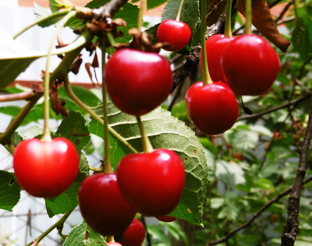 Лето красное урожайное - Татьяна Р 