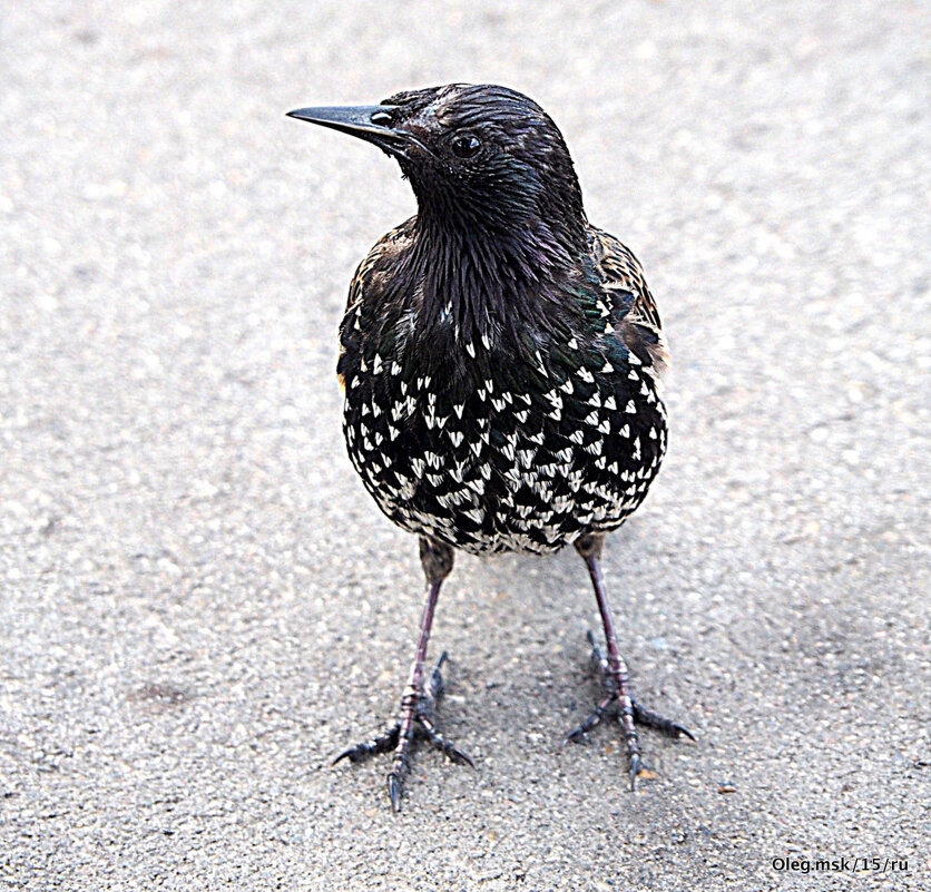 пернатые в городе - Олег Лукьянов