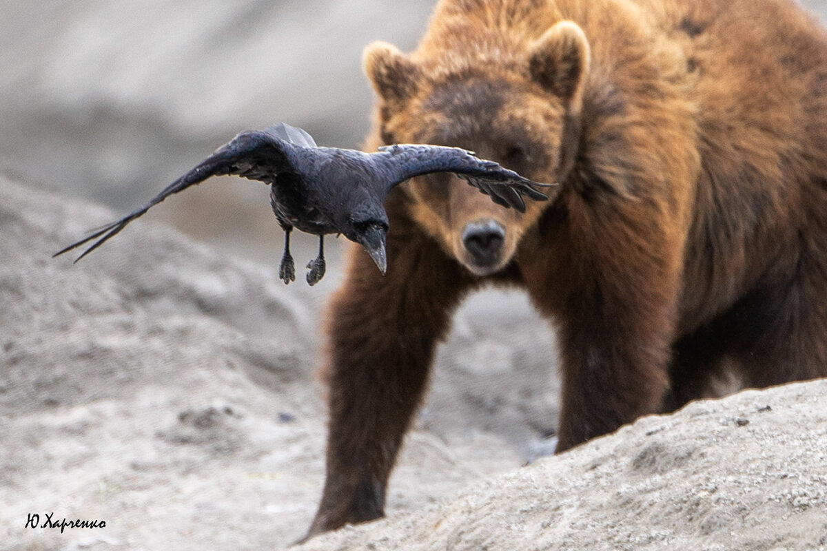 Стоп-кадр.. - Юрий Харченко Стоп-кадр.. - Юрий Харченко