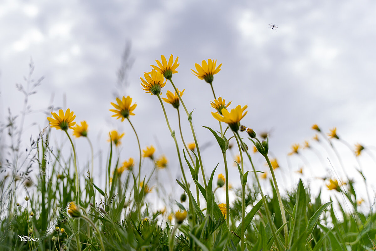 Желтые цветы - Юрий Харченко