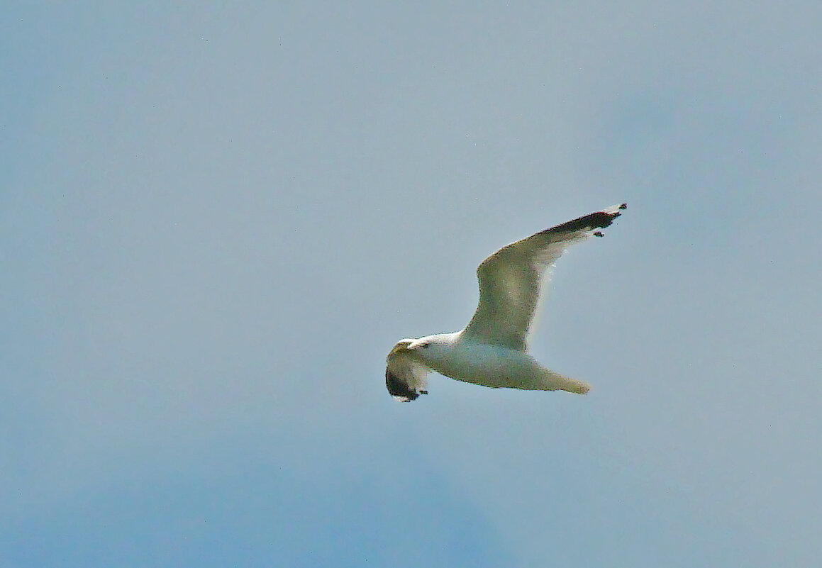 сизая чайка - gawrilа - dan