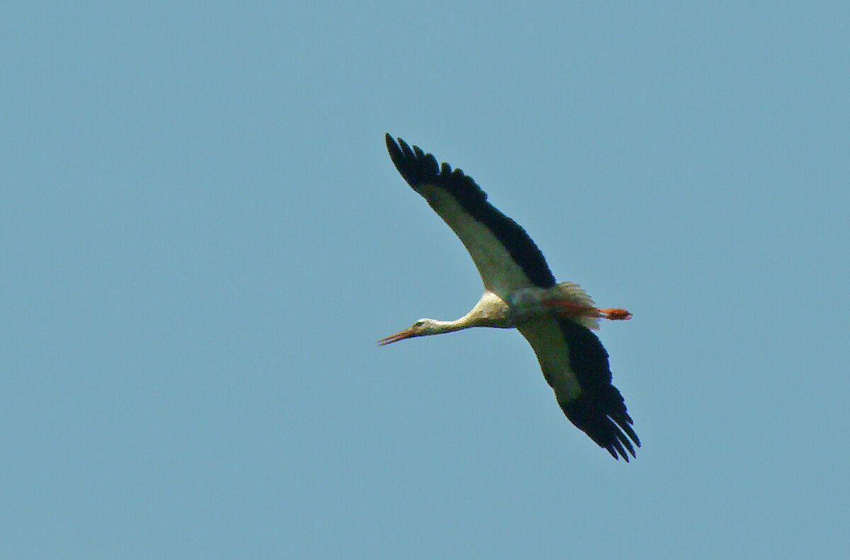 белый аист - gawrilа - dan