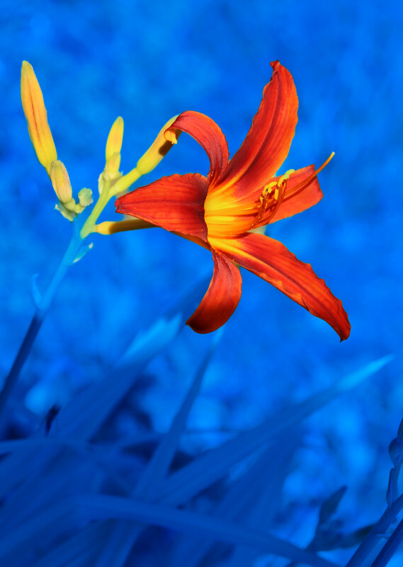 Ильский лилейник - Евгений 