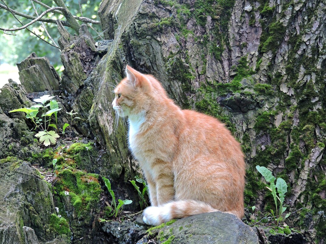 Уличный котейка - Мария Васильева