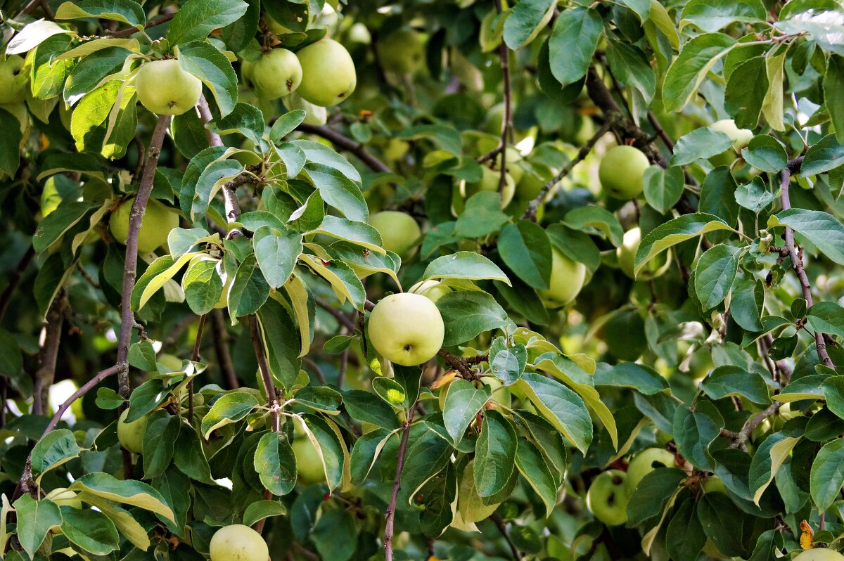 Антоновка. Яблоне -70 лет! - Валерий Судачок