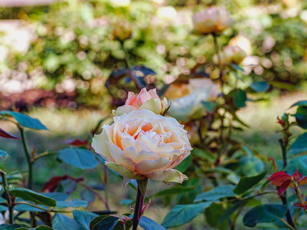 Розы цветок - Юрий Стародубцев