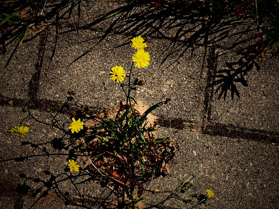 Летние этюды 63 - Алексей Кузнецов