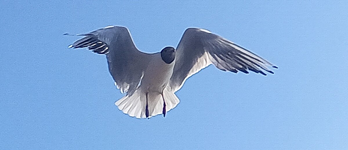 Чайка - Сапсан 