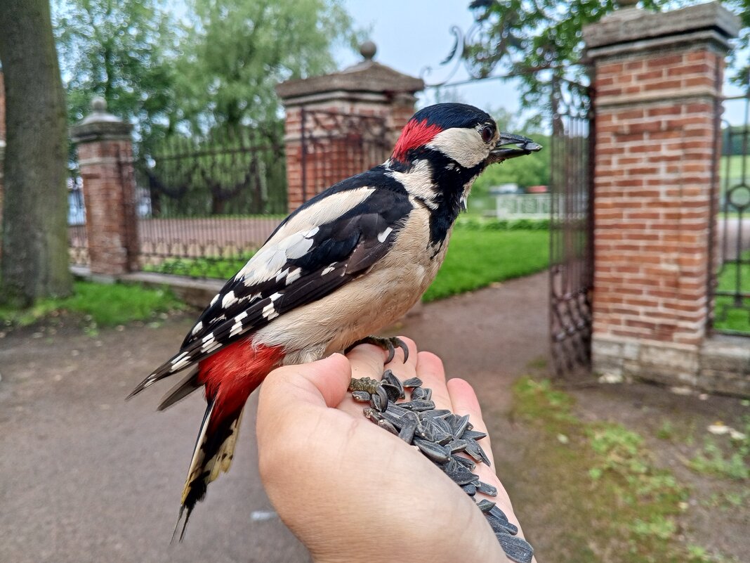 Дятел - Сапсан 