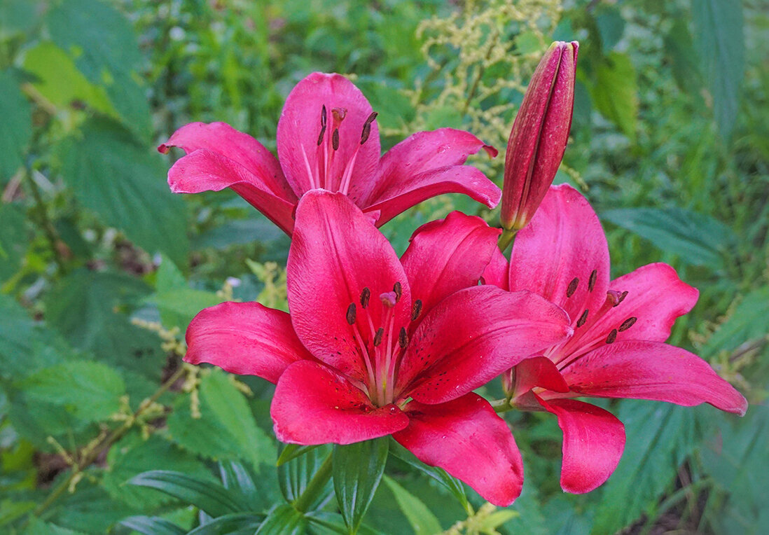 Цветение лилий - Ольга Цветение лилий - Ольга