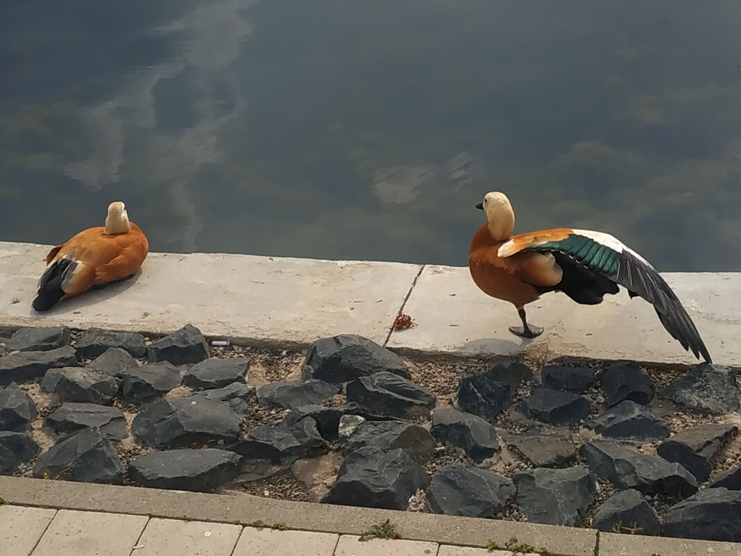 Йога у огарей - Андрей Лукьянов